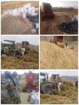 جمعية القطاع الجنوبي تدشن حصاد مختلف أنواع المحاصيل الزراعية جمعية القطاع الجنوبي تدشن حصاد مختلف أنواع المحاصيل الزراعية