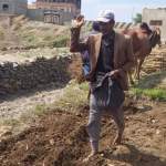 جمعية جبل المحويت التعاونية تدشن موسم الزراعة الشتوية ￼