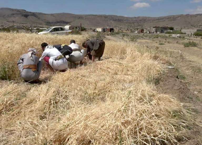 تدشين موسم حصاد البذور المحسنة في القطاع الشرقي بمحافظة صنعاء