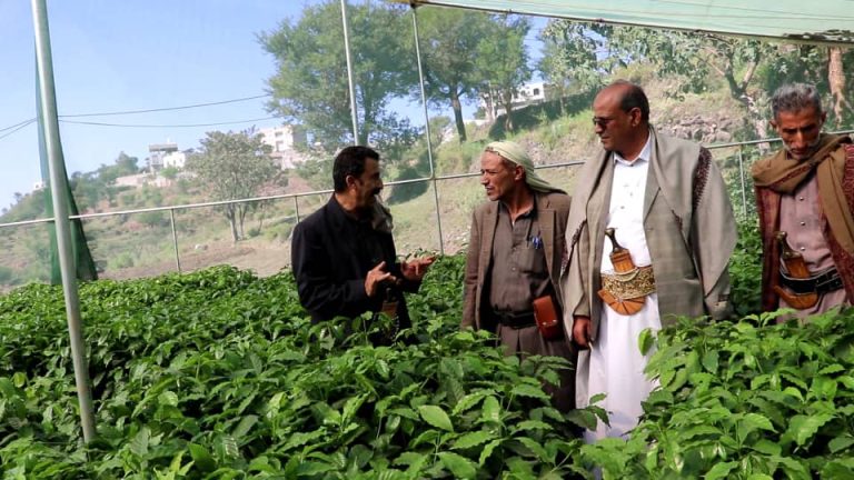 الاطلاع على نشاط مشتل البن في جبل عتمة بذمار