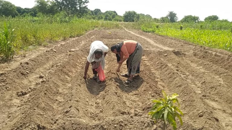 تدشين زراعة الحقول الإيضاحية التجريبية لمحصول فول الصويا بالحديدة