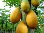مزارع الباباي مديرية الزيدية محافظة الحديدة