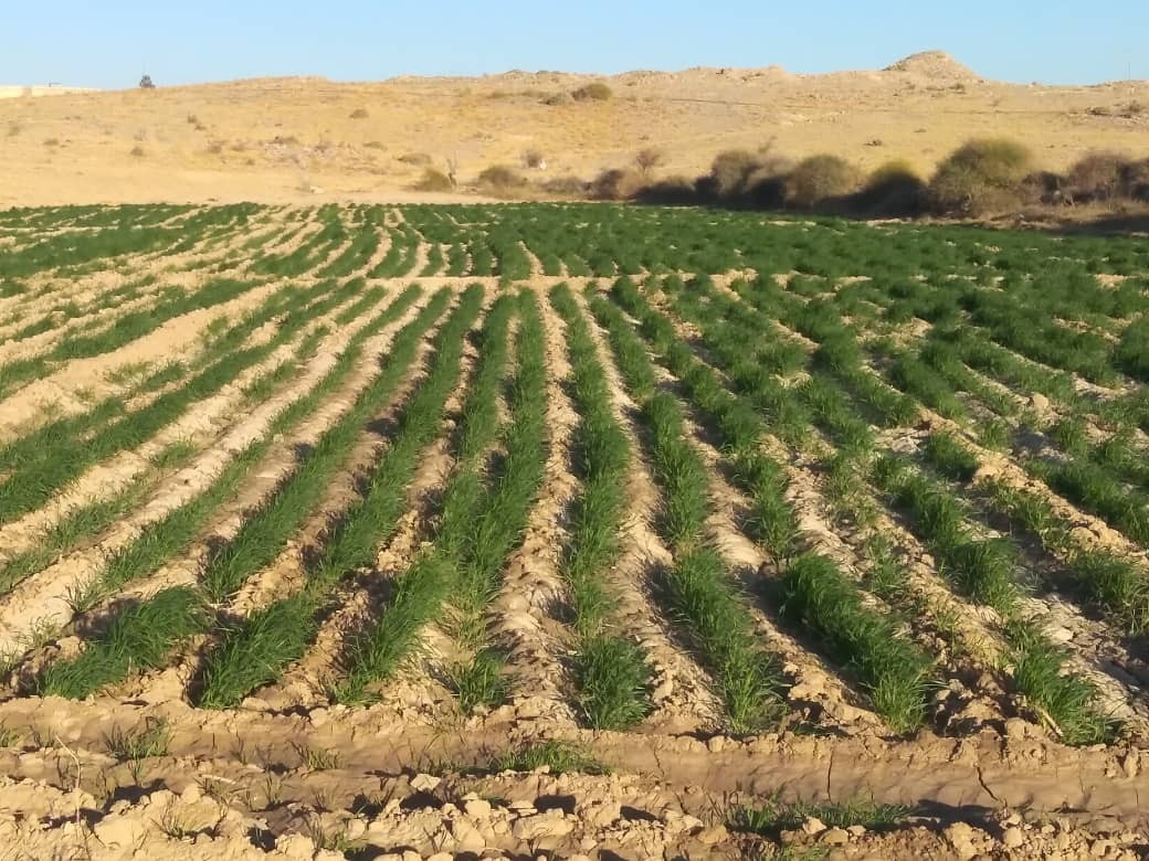 زراعة البر البلدي في مديرية الصومعة