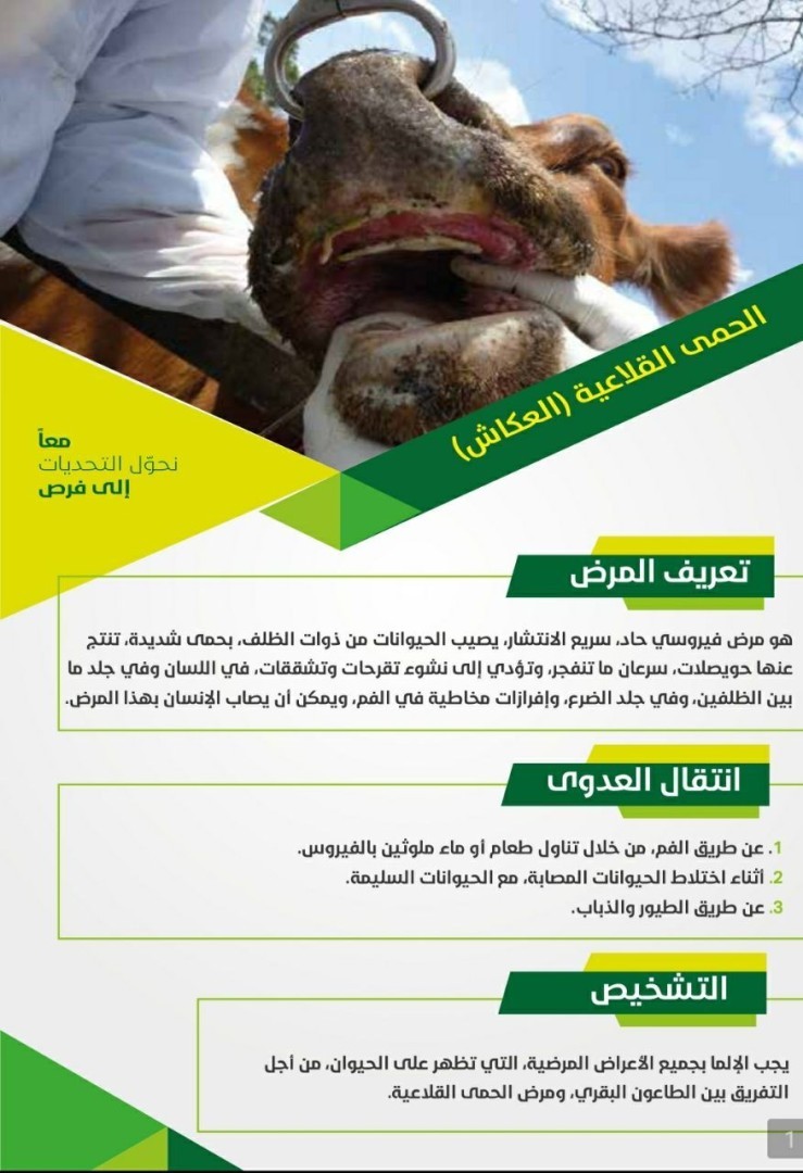 الحمى القلاعية” (العكاش)￼