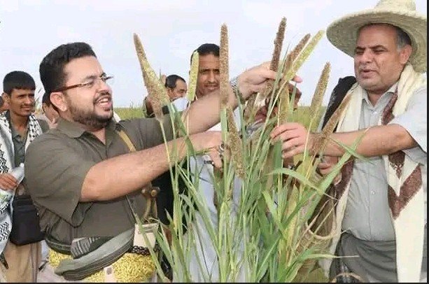 تدشين حصاد الذرة الرفيعة والدخن في الأراضي الصالبة والكثبان الرملية في عبس بحجة￼