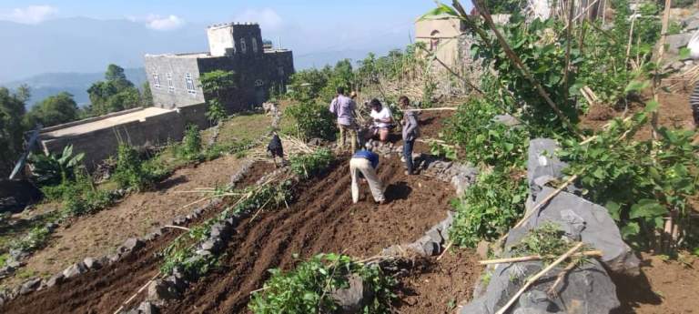 جمعية جبل المحويت تدشن زراعة حقول ايضاحية لإكثار بذور محصول الفاصوليا￼