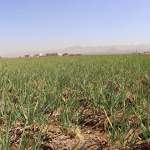 الجمعيات التعاونية بمأرب والجوف تطلع على التجربة الناجحة لجمعية البون الشمالي بعمران