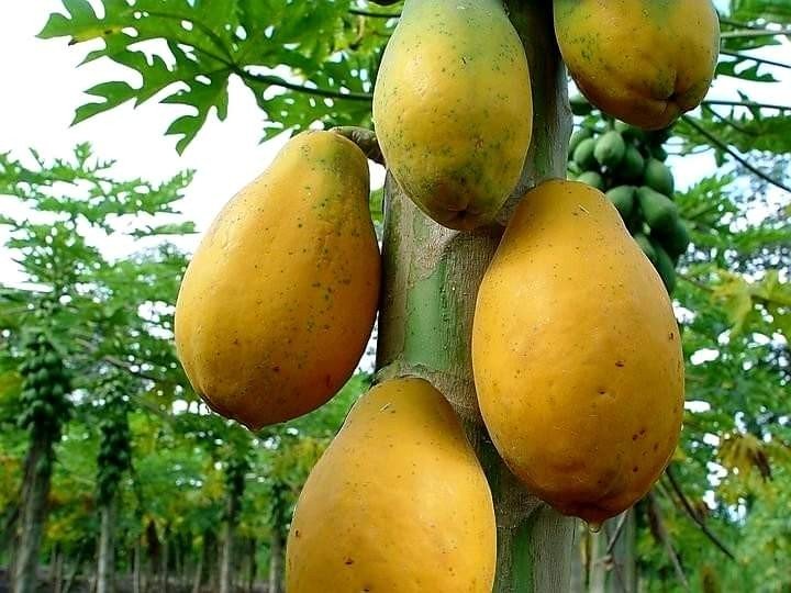 مزارع الباباي مديرية الزيدية محافظة الحديدة