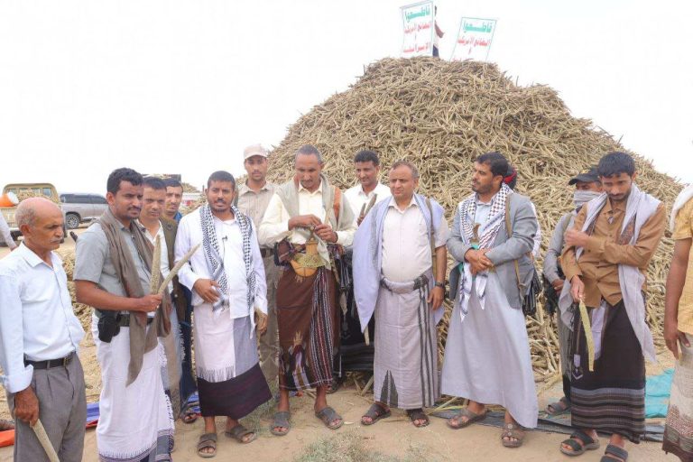 تدشين حصاد محصول الدخن في الاراضي الصالبة والكثبان الرملية في مديرية المنيرة