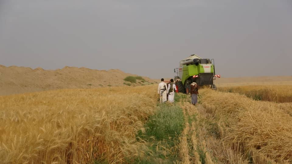 تقنيات حديثة في حصاد القمح بالجوف