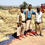 تعز.. تدشين حصاد محصول القمح في مديرية خدير