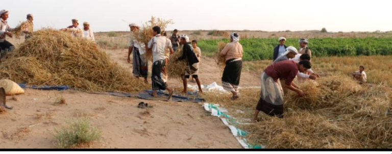 جمعية الدريهمي التعاونية تدشن حصاد محصول القمح بالحديدة