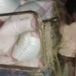 جمعية المنيرة التعاونية تسوق أكثر من 16 طناً من محصول الذرة الشامية بالحديدة