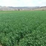 جمعية يريم التعاونية تستكمل توزيع الدفعة الثانية من مادة الديزل على المزارعين