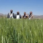 نزول ميداني للجمعية النموذجية بيريم لمتابعة الزراعة التعاقدية ومشروع إكثار البذور