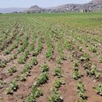 نزول ميداني للجمعية النموذجية بيريم لمتابعة الزراعة التعاقدية ومشروع إكثار البذور