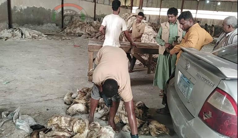 جمعية بني قيس التعاونية تسوق كمية من جلود الأضاحي بحجة