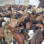إب.. جمعية حزم العدين التعاونية تدشن المرحلة الأولى من مشروع التمكين الاقتصادي