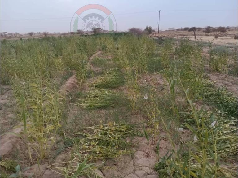 جمعية الخلق التعاونية تدشن موسم حصاد السمسم
