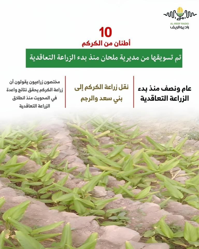 الكركم في المحويت.. زراعة تعاقدية ناجحة وتسويق يتجاوز 10 أطنان