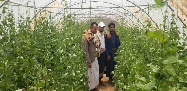 جهود تكاملية في المحويت لدعم زراعة البقوليات وتوسيع الرقعة الزراعية المروية