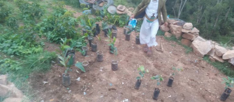 مبادرة زراعية لتجربة زراعة الهيل بمدينة المحويت