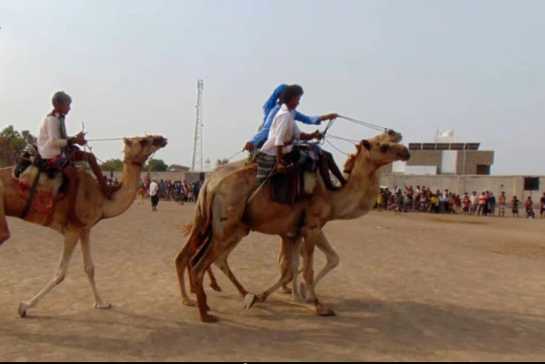 مهرجان شعبي في الجاح بمديرية بيت الفقيه احتفاءً بموسم التمور للعام 1447هـ