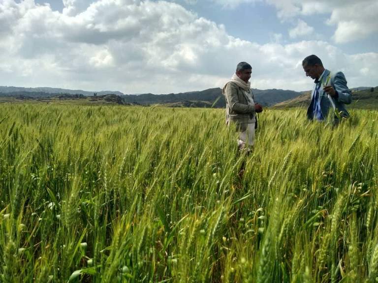 الجمعية النموذجية بيريم تنفذ نزولاً ميدانياً لمتابعة حقول القمح التعاقدية برباط القلعة