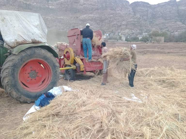 تدشين حصاد القمح في شبام كوكبان ضمن مشروع التوسع الزراعي تدشين حصاد القمح في شبام كوكبان ضمن مشروع التوسع الزراعي