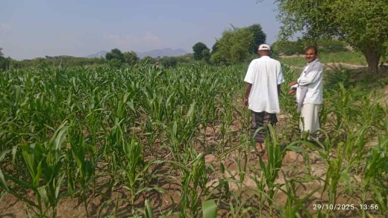 جمعية أسلم التعاونية تنفذ زيارة ميدانية لتفقد محصول الذرة الشامية ومتابعة إصابات دودة الحشد الخريفي جمعية أسلم التعاونية تنفذ زيارة ميدانية لتفقد محصول الذرة الشامية ومتابعة إصابات دودة الحشد الخريفي