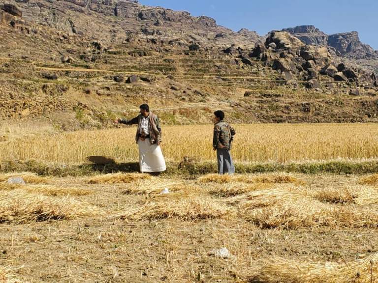 تدشين حصاد القمح في مديرية الطويلة ضمن مشروع التوسع الزراعي تدشين حصاد القمح في مديرية الطويلة ضمن مشروع التوسع الزراعي