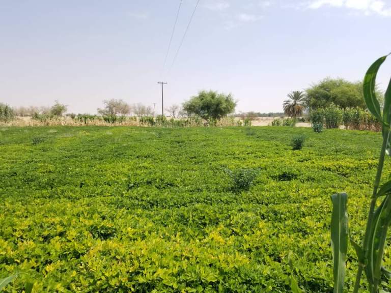 جمعية كتاف التعاونية تعلن نجاح تجربة زراعة الفول السوداني وتدشّن إنشاء حاجز مائي في العطفين جمعية كتاف التعاونية تعلن نجاح تجربة زراعة الفول السوداني وتدشّن إنشاء حاجز مائي في العطفين