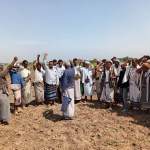تدشين حصاد الذرة الشامية بمديرية بيت الفقيه في الحديدة