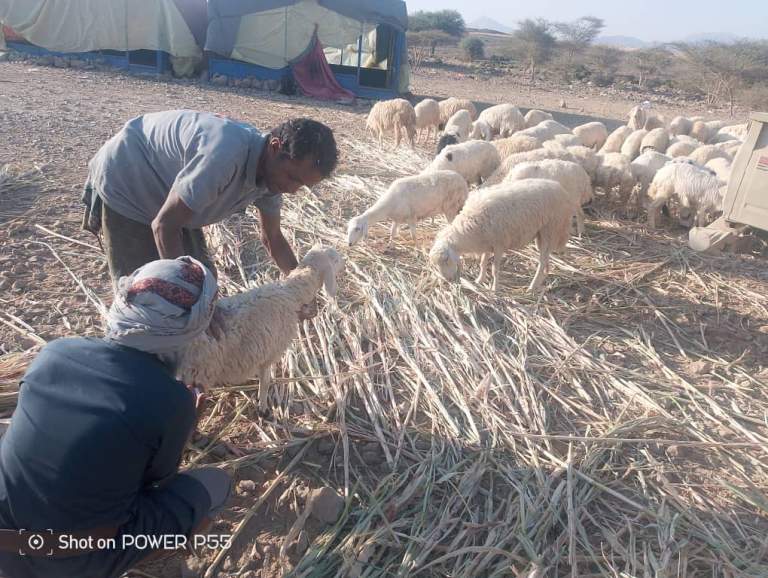 الجوف.. نزول ميداني إلى عزلة مذاب لمتابعة الأنشطة الزراعية والبيطرية بمديرية المراشي الجوف.. نزول ميداني إلى عزلة مذاب لمتابعة الأنشطة الزراعية والبيطرية بمديرية المراشي