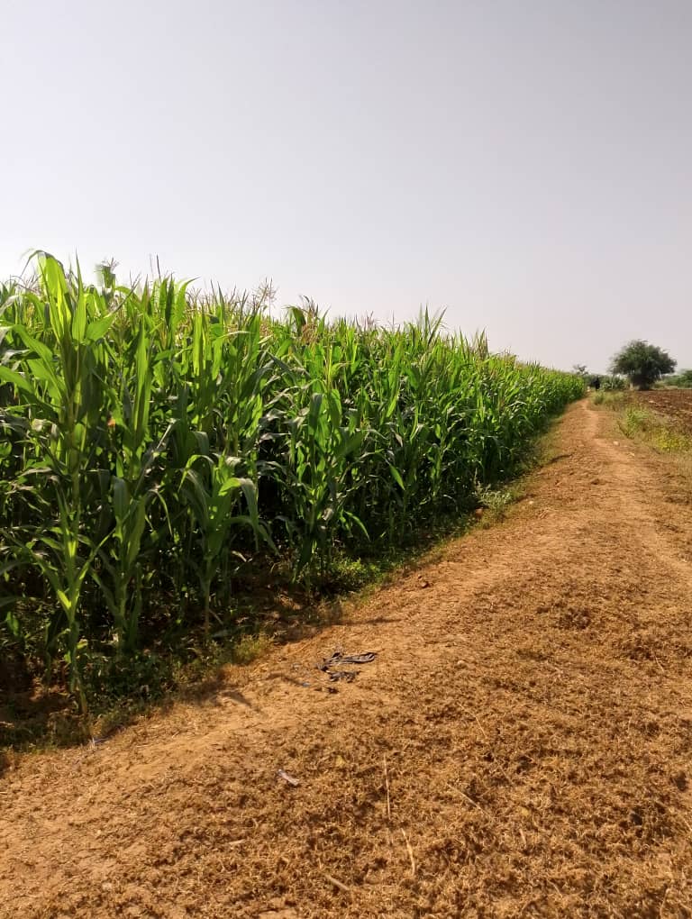 جمعية الجراحي التعاونية تنفذ نزولاً ميدانياً لمتابعة زراعة الذرة الشامية وتعزيز الزراعة التعاقدية جمعية الجراحي التعاونية تنفذ نزولاً ميدانياً لمتابعة زراعة الذرة الشامية وتعزيز الزراعة التعاقدية