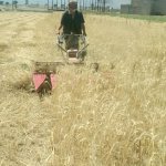 الجمعية النموذجية بيريم تبدأ موسم حصاد القمح التعاقدي والغير تعاقدي في عزلة عراس الجمعية النموذجية بيريم تبدأ موسم حصاد القمح التعاقدي والغير تعاقدي في عزلة عراس