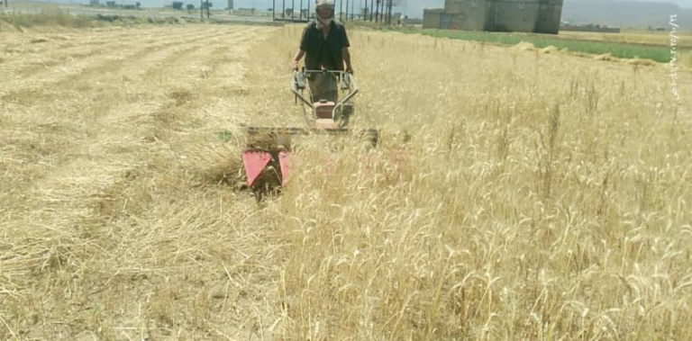 الجمعية النموذجية بيريم تبدأ موسم حصاد القمح التعاقدي والغير تعاقدي في عزلة عراس الجمعية النموذجية بيريم تبدأ موسم حصاد القمح التعاقدي والغير تعاقدي في عزلة عراس