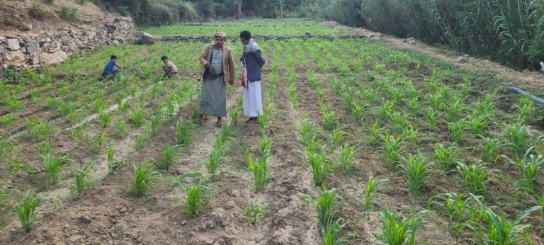 زيارة ميدانية لحقول الذرة الشامية في شرس الأسفل￼￼￼￼ ￼