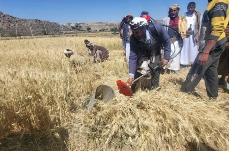 تدشين موسم حصاد محصول القمح بمديريات القطاع الغربي بمحافظة صنعاء