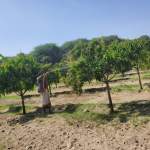 زيارة ميدانية في الجعفرية لمتابعة الحقول الإيضاحية ومزارع الأشجار الحراجي