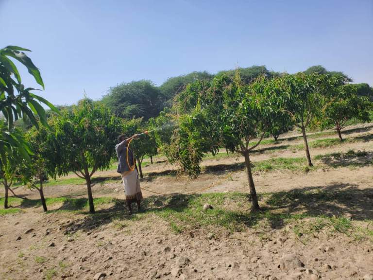 زيارة ميدانية في الجعفرية لمتابعة الحقول الإيضاحية ومزارع الأشجار الحراجي