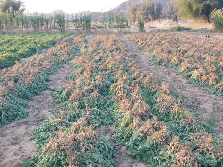 جمعية كتاف التعاونية تعلن حصاد طنين من الفول السوداني لأول مرة في محافظة صعدة