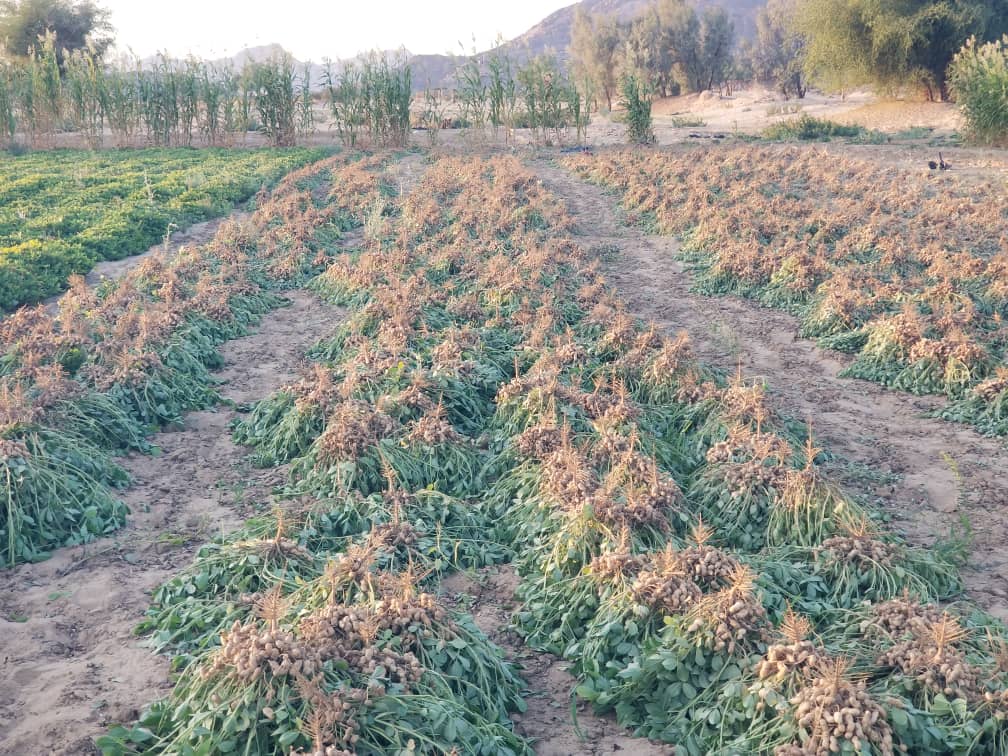 جمعية كتاف التعاونية تعلن حصاد طنين من الفول السوداني لأول مرة في محافظة صعدة