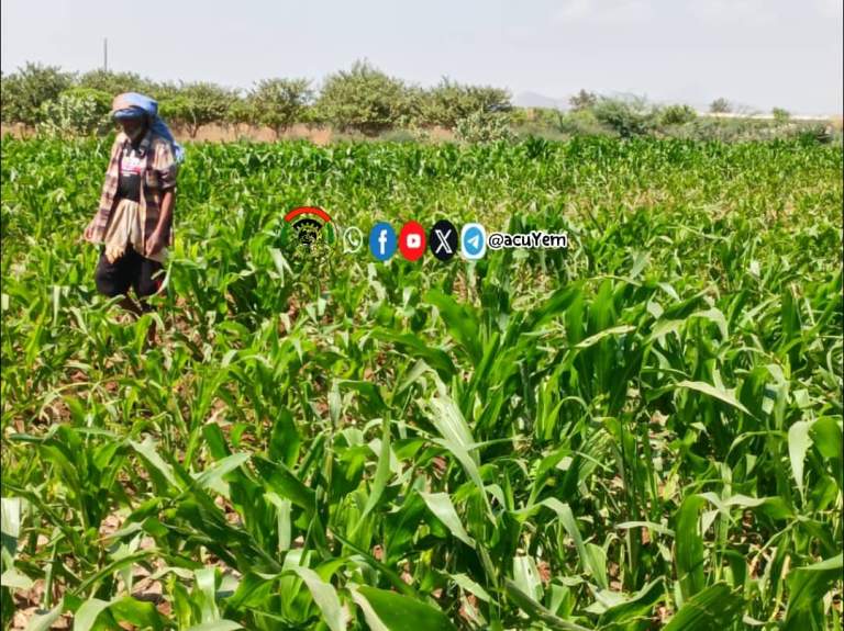 جمعية الحُجيلة تتابع ميدانياً زراعة الذرة الشامية وتوجه بمكافحة دودة الحشد الخريفية￼