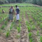 زيارة ميدانية لحقول الذرة الشامية في شرس الأسفل￼￼￼￼ ￼