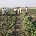 جمعية الاكتفاء تنفذ نزولاً ميدانياً إلى الربصا لرصد مشاكل القطن لتعزيز التدخلات الزراعية جمعية الاكتفاء تنفذ نزولاً ميدانياً إلى الربصا لرصد مشاكل القطن لتعزيز التدخلات الزراعية