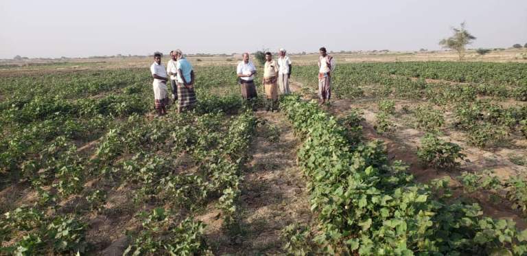 جمعية الاكتفاء تنفذ نزولاً ميدانياً إلى الربصا لرصد مشاكل القطن لتعزيز التدخلات الزراعية