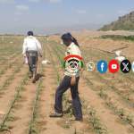 جمعية الحُجيلة تنفّذ سلسلة أنشطة ميدانية لتعزيز الرقابة الصحية ودعم الإنتاج الزراعي والبيطري