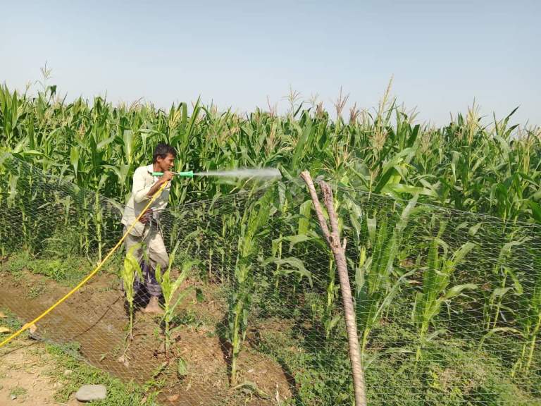 جمعية الجراحي التعاونية تنفذ حملة لمكافحة دودة الحشد في مزارع الذرة الشامية