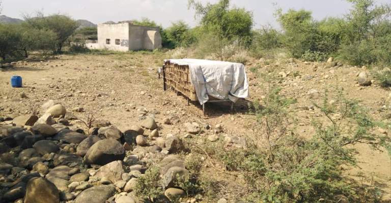 تواصل توافد النحالين إلى محميات بني قيس مع بدء موسم السدر بحجة